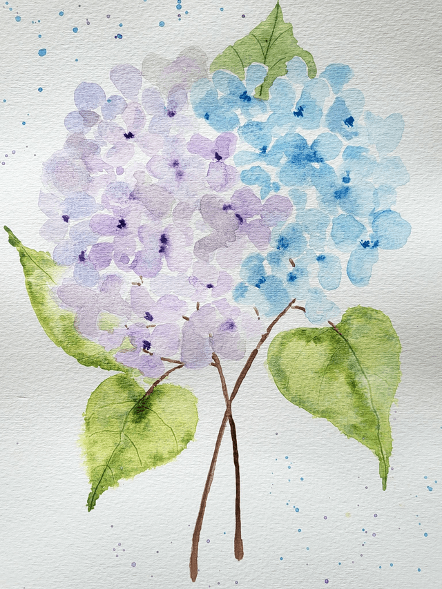 L'hortensia 