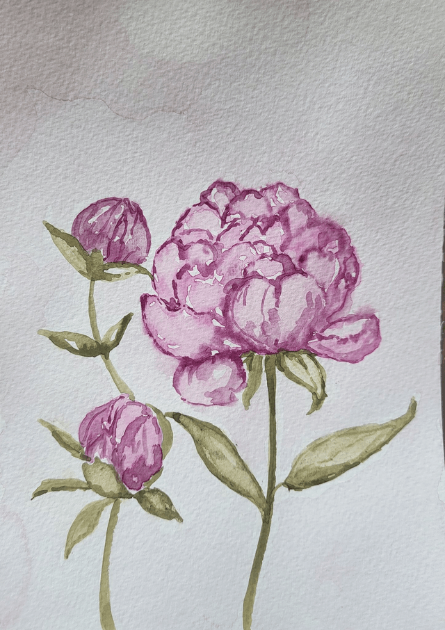 Les jolies pivoines 